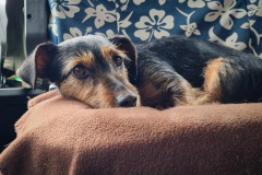 Fritzi hat Husten