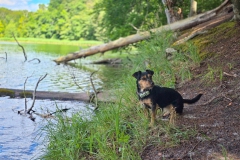 Fritzi auf dem Rundwanderweg Hellsee