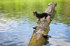 Fritzi sondiert das Terrain