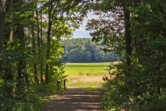 Vom Wald auf die Wiese