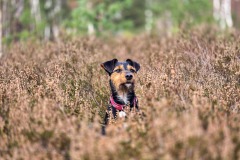 Fritzi in der Heide