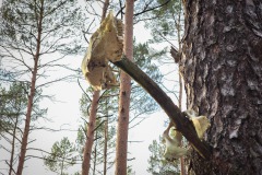 Tierschädel und Skelettteile