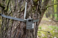 Wildkamera