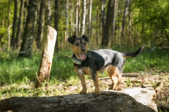 Fritzi liebt die Sonne - nicht!