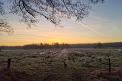 Sonnenaufgang am Waldrand