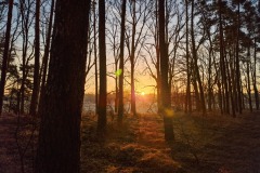 Sonnenaufgang am Waldrand