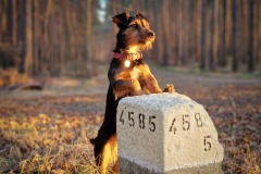 Fritzi genießt den Sonnenaufgang