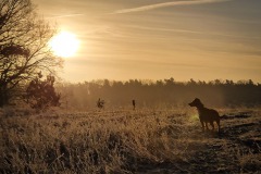 Goldener Januarmorgen