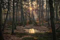 Mystische Senke im Wald
