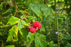 Himbeeren sind reif
