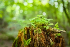 "Bergwald"auf Baumstumpf