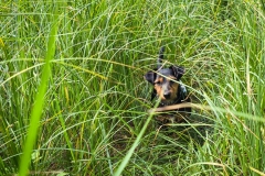Fritzi im Dschungel