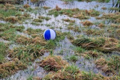 Alles ist nass! Da passt der Wasserball ...