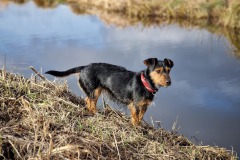 Fritzi  an einem der vielen Gräben