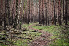 Wanderweg am Götzer Berg