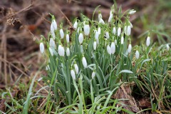 Erste Frühlingsboten