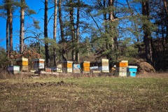 Bienenkästen - Farbtupfer am Wegesrand