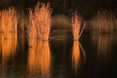 Schilf in der Abendsonne
