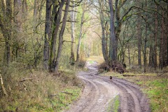 Geschlungene Pfade durch den Wald