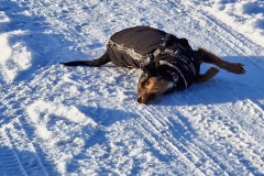 Fritzi liebt Schnee!