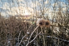 Eisblumen mal anders