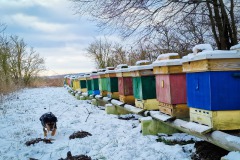 Bienenstöcke im Winter
