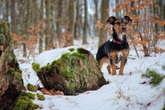 Wo ist nur all das Wild? Ich rieche es doch!