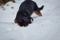 Fritzi hat was unter dem Schnee gehört 