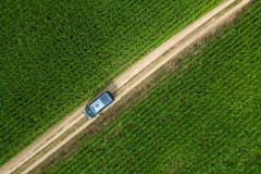 Ein Bett im Maisfeld