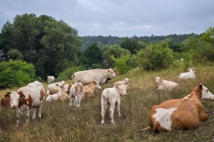 Wanderung um den Großen Buckowsee