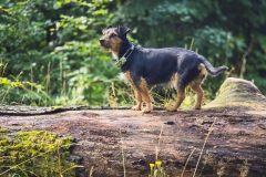 Wandermate Fritzi