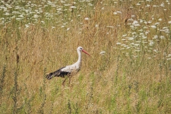 Ein wenig scheuer Storch