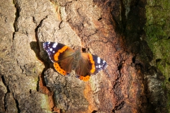 Schmetterling