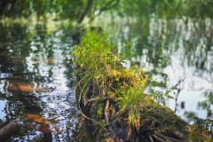 Liepnitzsee bei Wandlitz